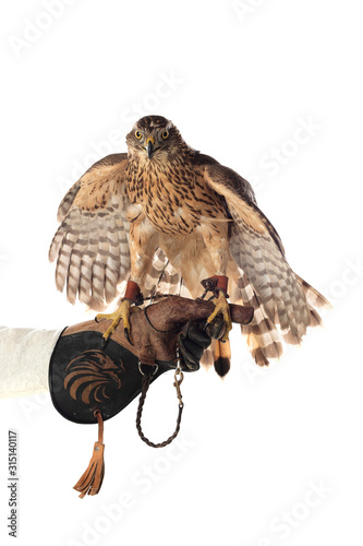 The art of falconry