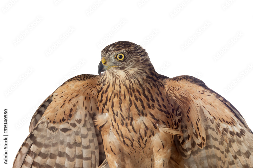 A goshawk, beautiful bird