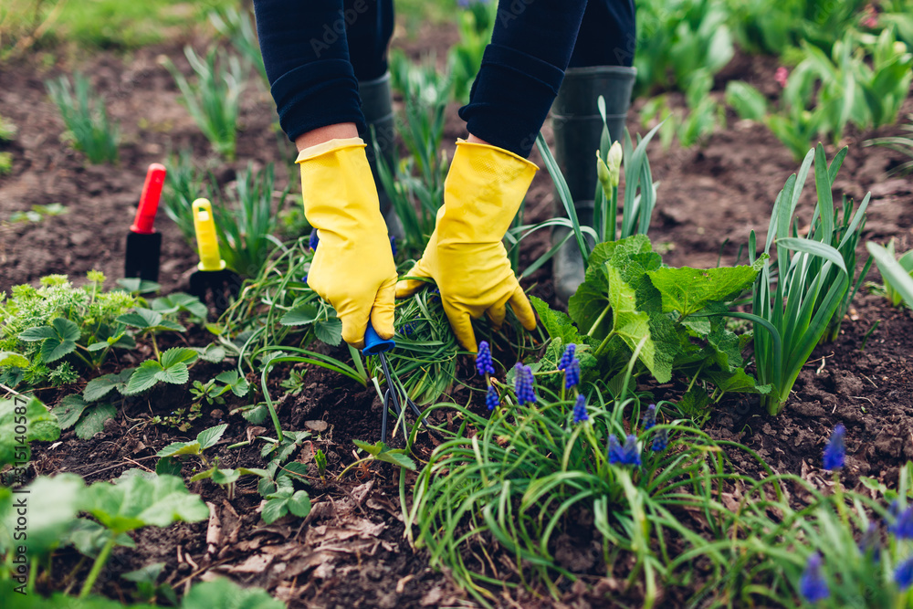 Naklejka premium Farmer loosening soil with hand fork among spring flowers in garden. Taking care of plants