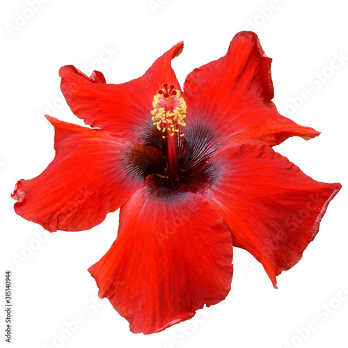 Red Hibiscus on white background with path photo