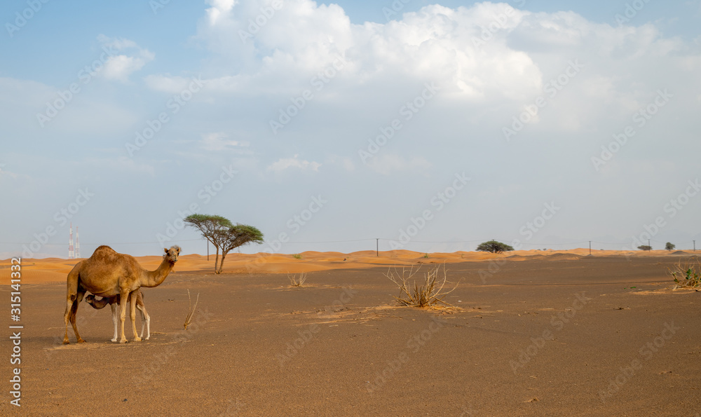 camle in the wilderness of the desert spooted during a desert safari 