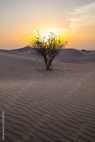 sunset in the desert, a bush silhouette surrounded by sand and dunes 