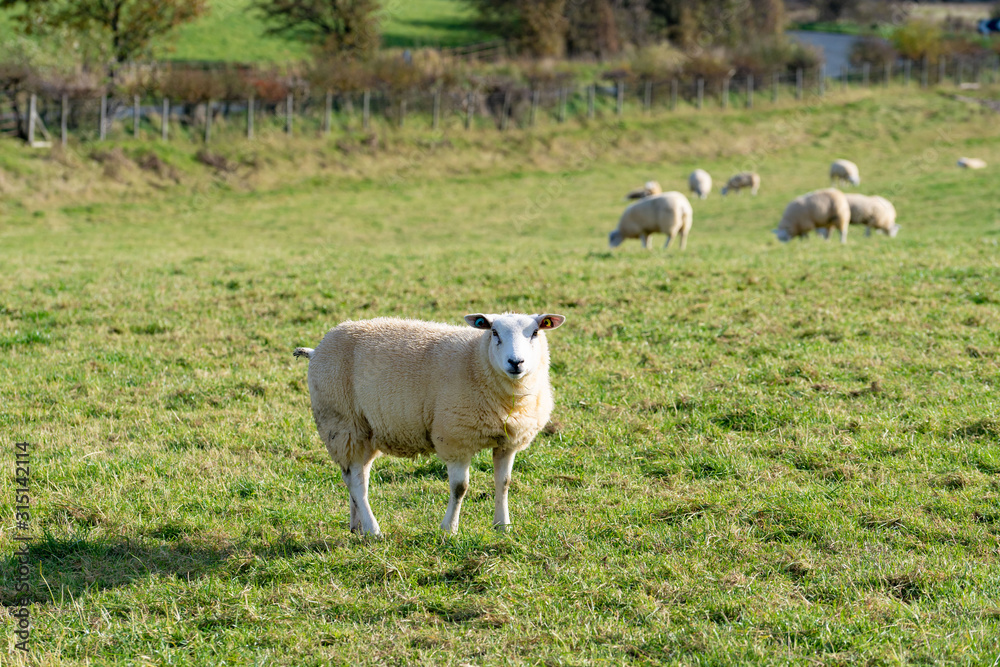 Field of white sheep in the highlands in Sky,Mountain range at sunset,Beautiful mountains landscape view,England , United of kingdom,UK Field of white sheep in the highlands in Sky,Mountain range at sunset,Beautiful mountains landscape view,England , United of kingdom,UK