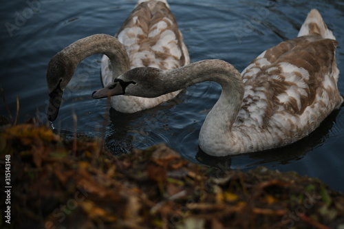 swans lake © SniperPose