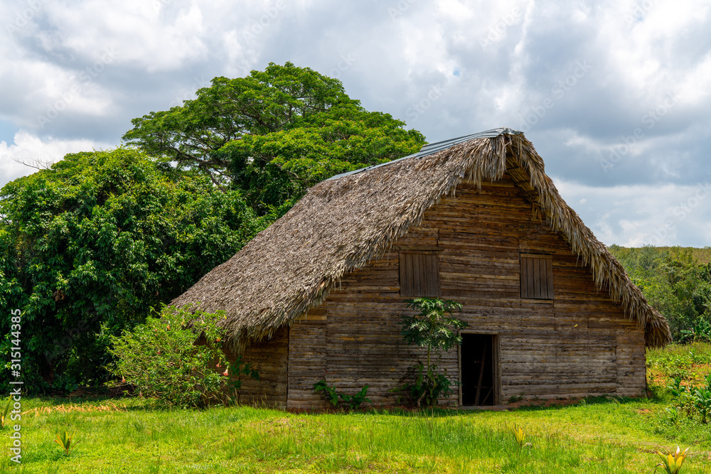 Tobacco shed or barn for drying tobacco leaves in Cuba
