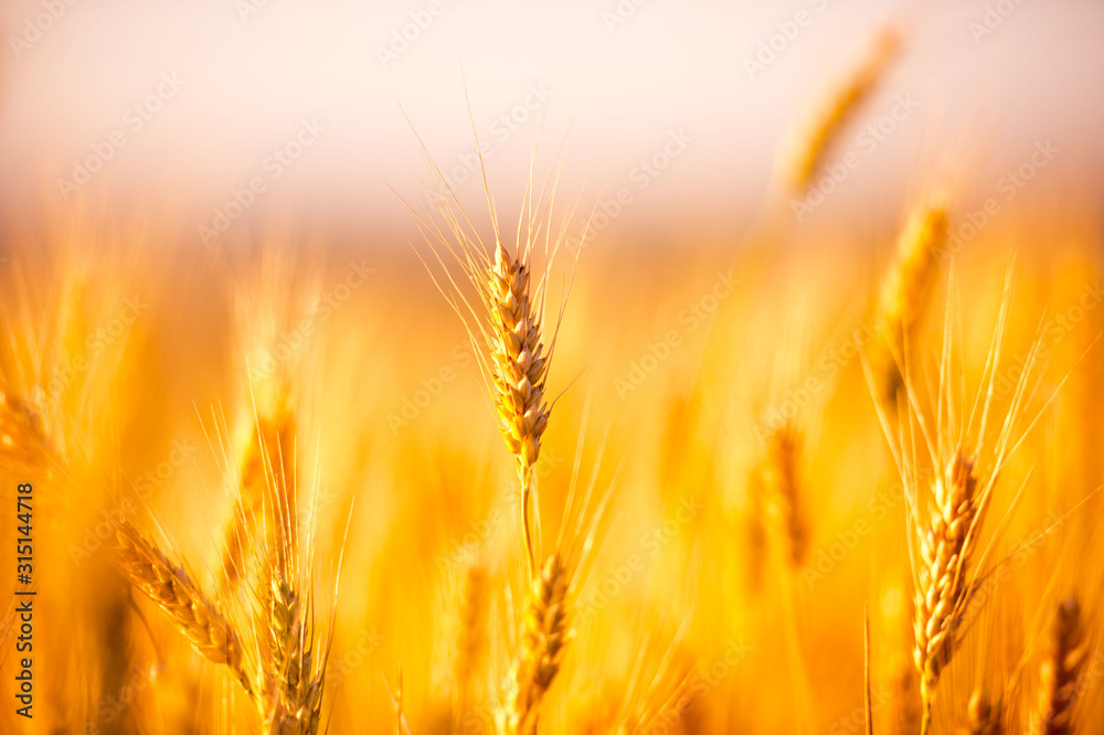 Wheat field. Ears of golden wheat close up. Beautiful Nature Sunset Landscape. Rural Scenery under Shining Sunlight. Background of ripening ears of wheat field. Rich harvest Concept. Label art design Wheat field. Ears of golden wheat close up. Beautiful Nature Sunset Landscape. Rural Scenery under Shining Sunlight. Background of ripening ears of wheat field. Rich harvest Concept. Label art design