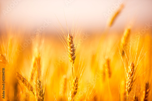 Wheat field. Ears of golden wheat close up. Beautiful Nature Sunset Landscape. Rural Scenery under Shining Sunlight. Background of ripening ears of wheat field. Rich harvest Concept. Label art design