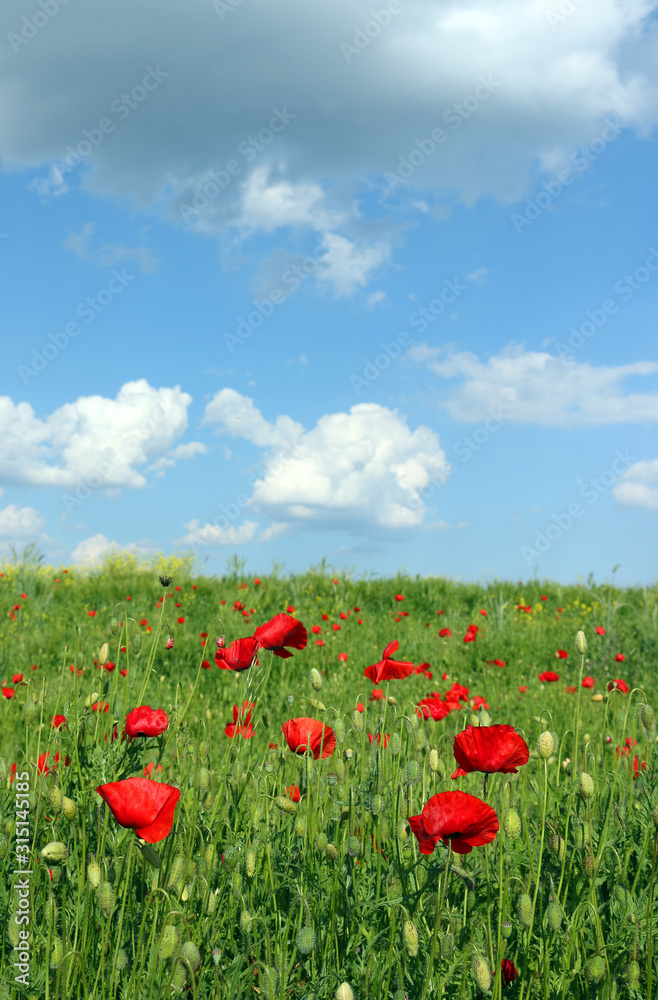 meadow with poppies flowers and  blue sky spring landscape