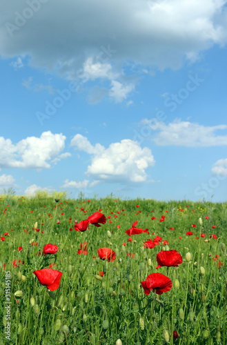 meadow with poppies flowers and blue sky spring landscape