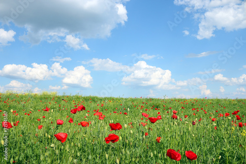 meadow with poppies flowers and  blue sky landscape spring season © goce risteski