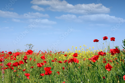 Spring meadow with poppies and wild flowers and  blue sky landscape