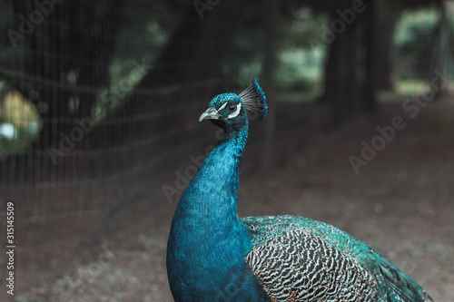 Animal_01