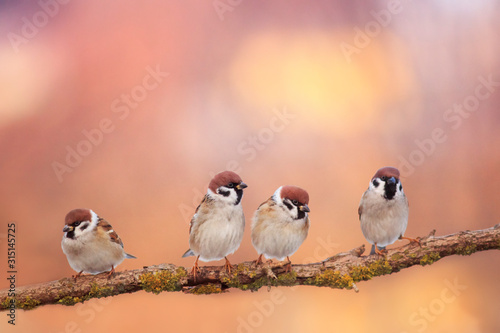 small funny birds sit on a branch in a Sunny spring garden
