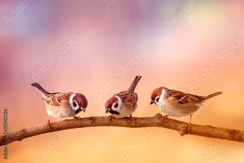 three small funny birds sit on a branch in a Sunny spring garden photo