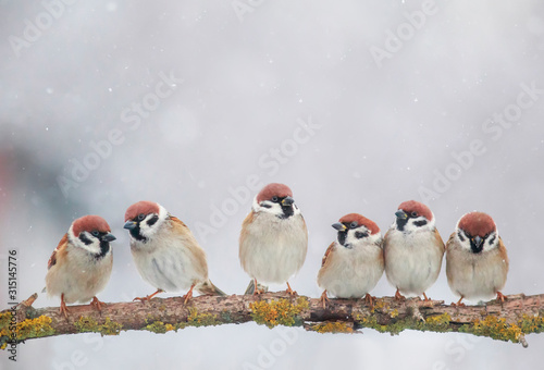 many small funny birds sit on a branch in the garden under the falling snow in winter