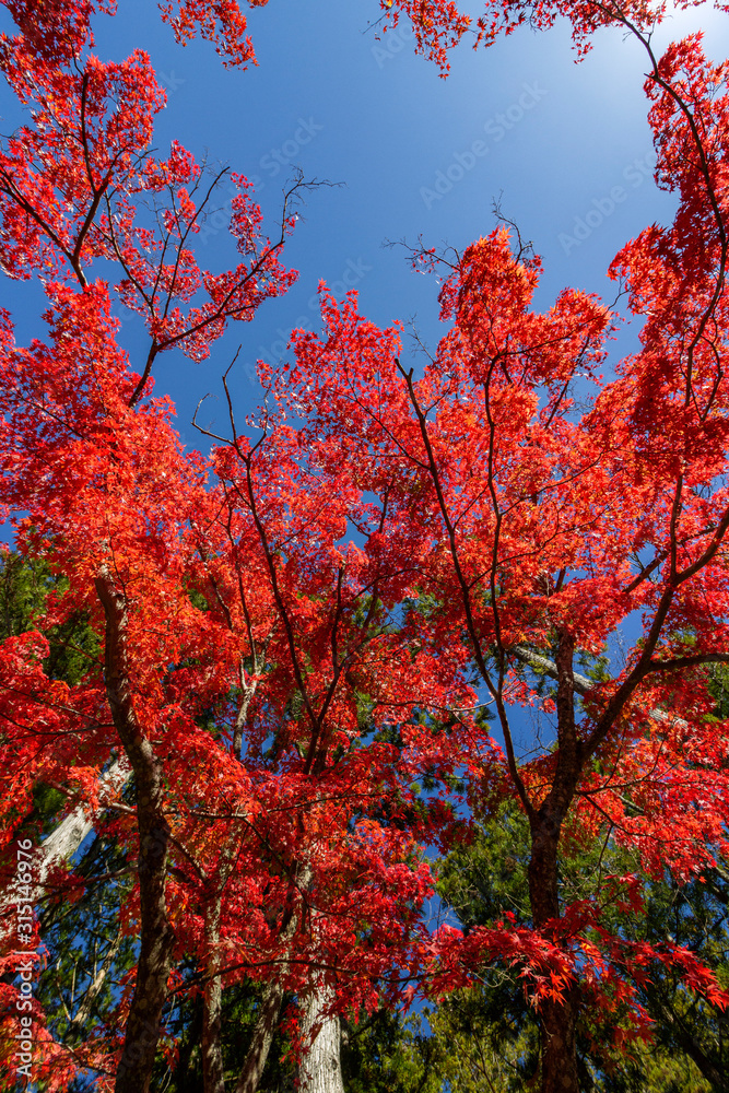 Japan autumn season maple tree fall foliage colour background texture. Japan autumn season maple tree fall foliage colour background texture.