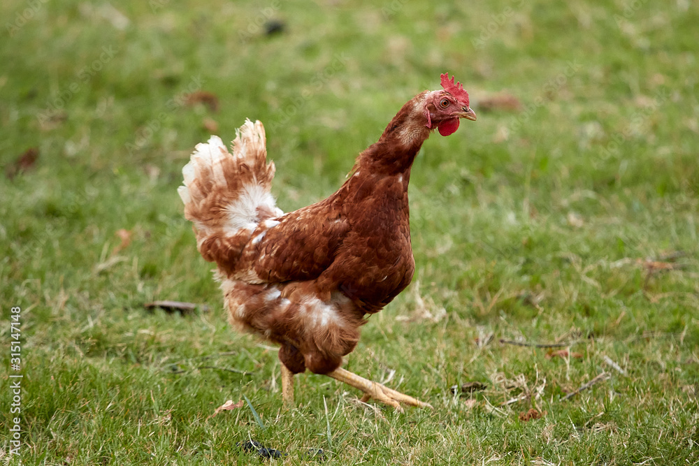 Fototapeta premium Free chicken on the farm