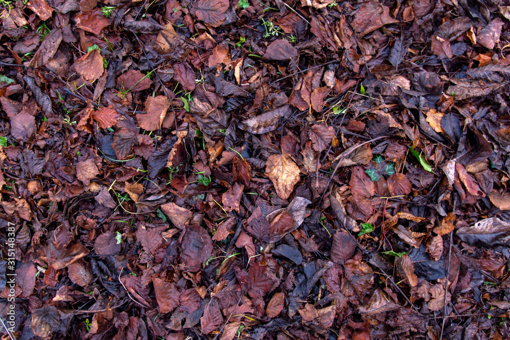 a pile of brown autumn leaves fallen on the ground a pile of brown autumn leaves fallen on the ground