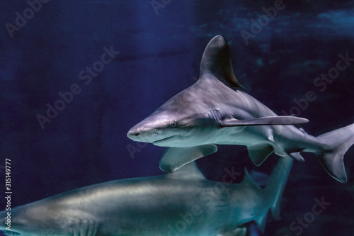 Big shark in the clear blue water of Indian ocean