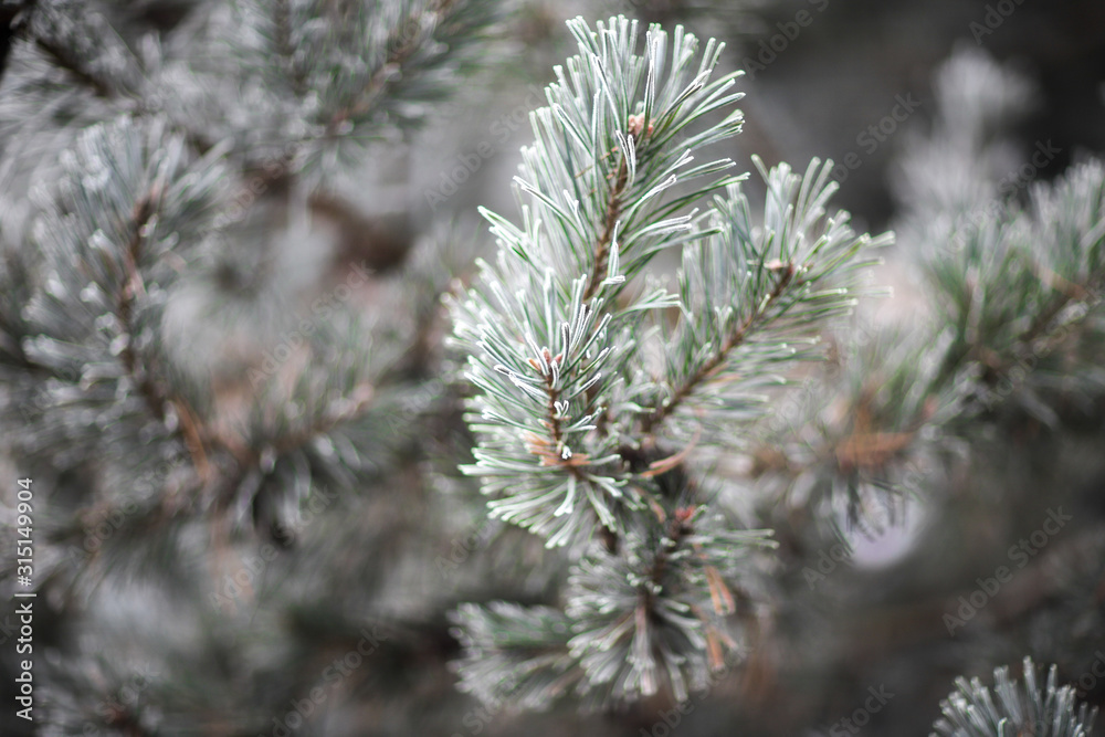 Branch of pine tree covered by white frost Branch of pine tree covered by white frost