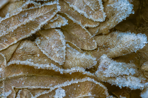 Pożółkłe liście paproci pokryte szeronem i kryształkami lodu