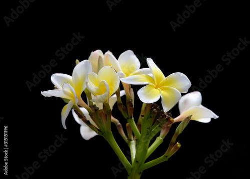 Fototapeta Naklejka Na Ścianę i Meble -  Beautiful frangipani (plumeria) flowers blossom
