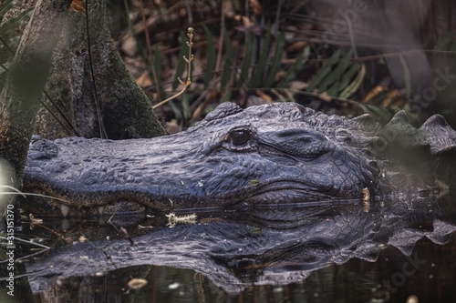 Florida alligator in swamp water © Alain