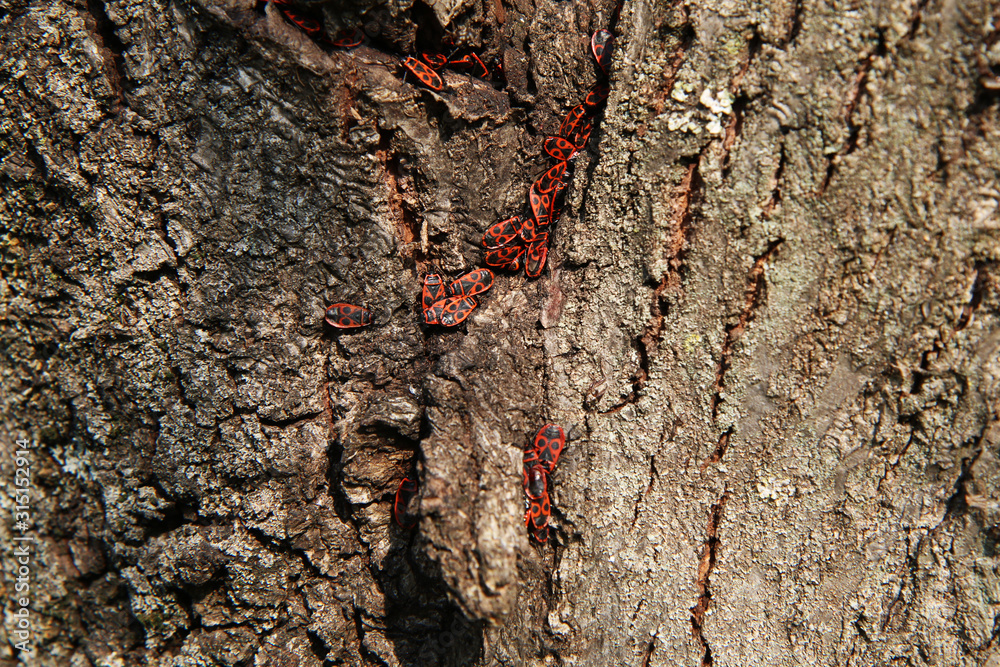 Cimice rosso nera (Pyrrhocoris apterus), carabiniere su un tronco Cimice rosso nera (Pyrrhocoris apterus), carabiniere su un tronco