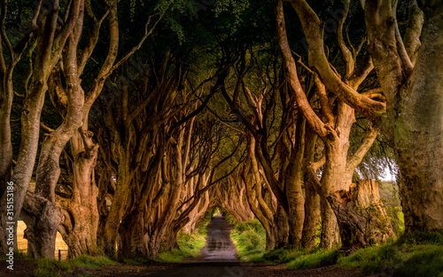 Early morning in spring with worm sunlight at The Dark Hedges, County Antrim, Northern Ireland. Filming location of popular TV show, Kingsroad, Game of Thrones