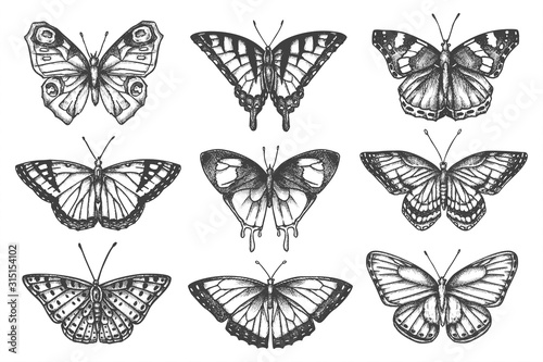 Set of isolated sketch of butterfly or moth