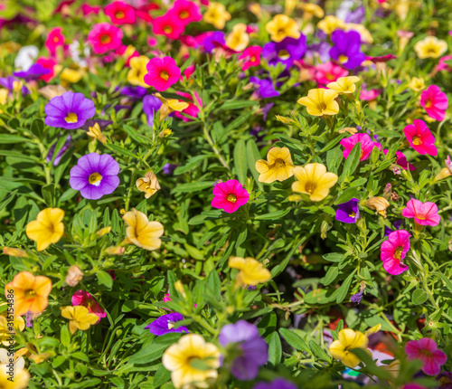 Square background with bright multi colored bell flowers