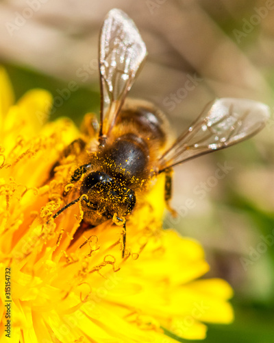 Worker bee on dandelion during spring macro, close up