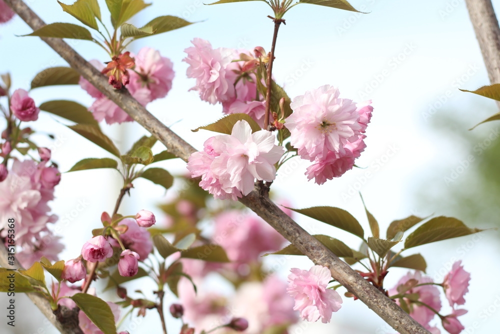 beautiful pink sakura flower, Pink sakura flower in spring garden