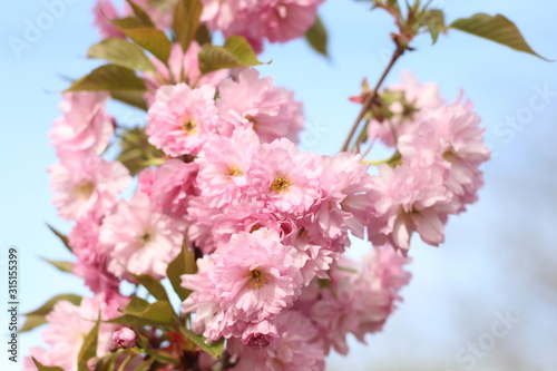 beautiful pink sakura flower  Pink sakura flower in spring garden
