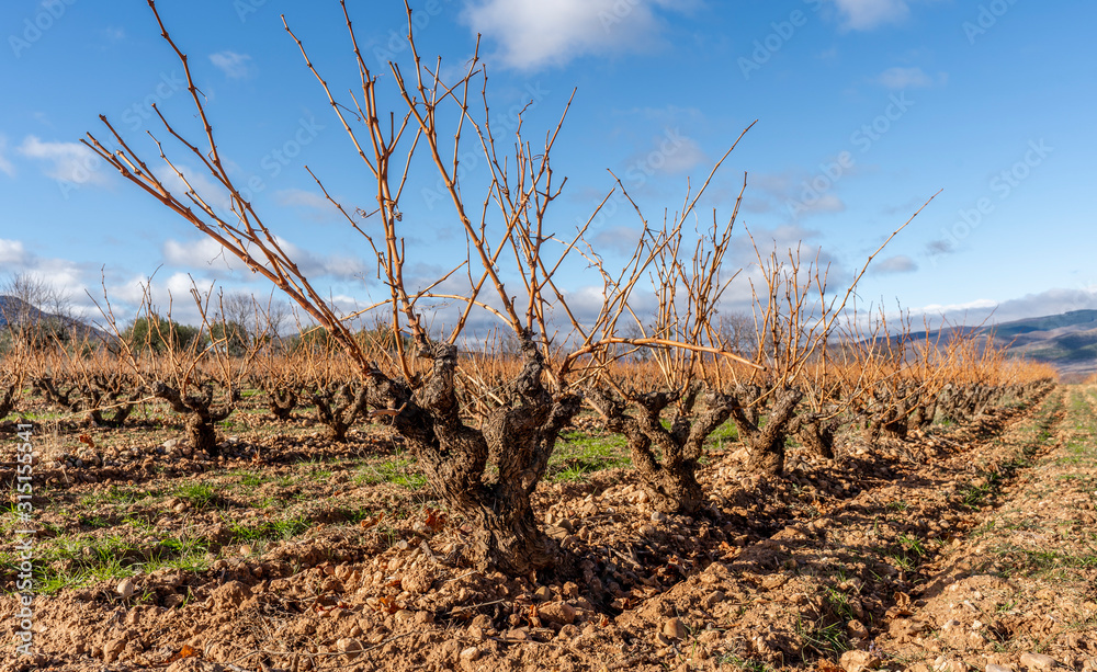 vineyards in winter sunny day and blue skies, background of mountains vineyards in winter sunny day and blue skies, background of mountains