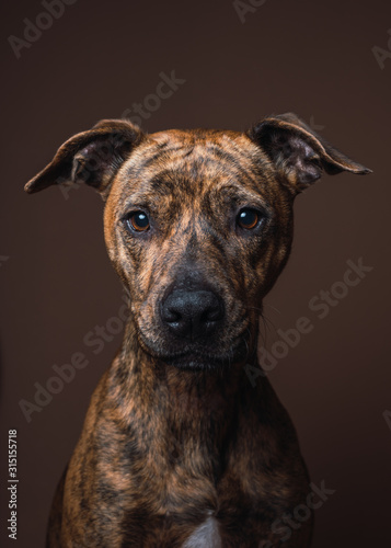 Portrait of a mixed breed dog in an interior studio with brown background