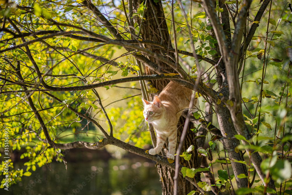 Fototapeta premium Red Cat