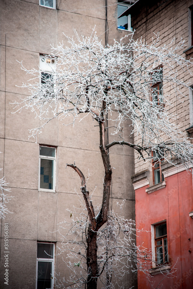 Depressed cityscape with lonely tree in hoarfrost in the middle of houses