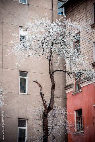 Obraz na płótnie Depressed cityscape with lonely tree in hoarfrost in the middle of houses w salonie
