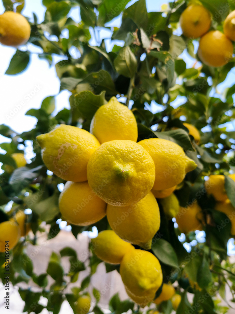 ripe bunch of lemons on the branch ripe bunch of lemons on the branch