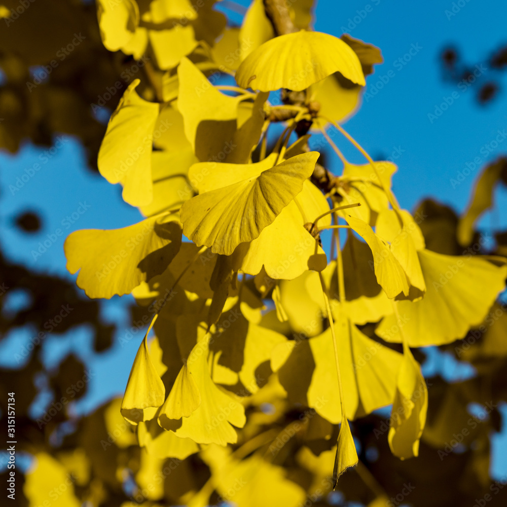 Obraz premium The bright yellow color of the leaves of the ginkgo tree through which sunlight passes. The combination of blue and yellow
