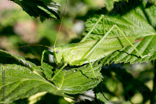 A green grasshopper is masked among green leaves in sunny weather_