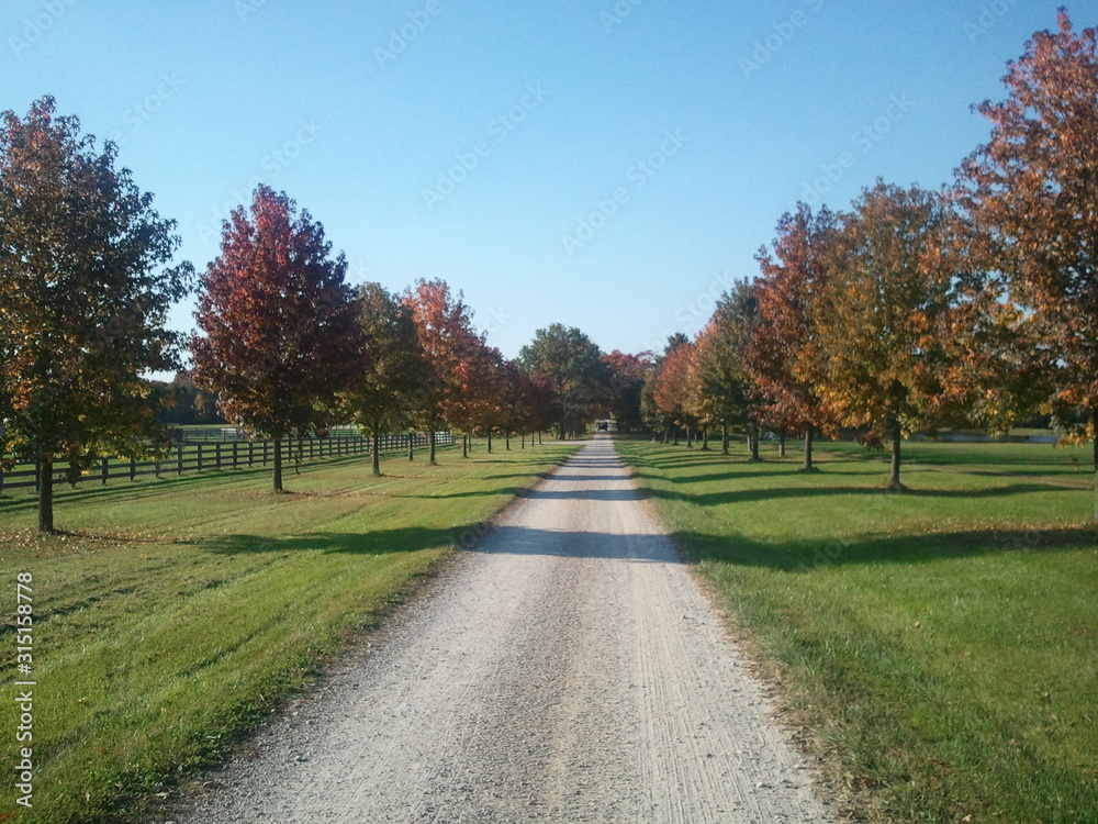 Gravel Road with trees