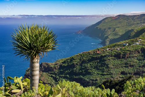 La Palma: Wanderung am Barranco Fagundo im Norden - spektakuläre Aussicht mit Drachenbaum photo