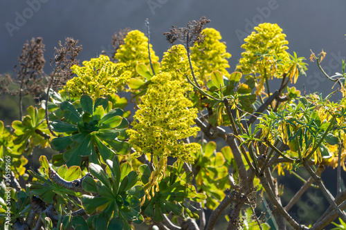 La Palma: Wanderung am Barranco Fagundo im Norden - leuchtende Farben / Pflanzen