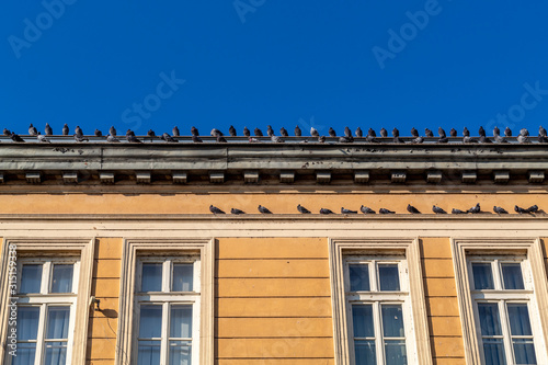 Pigeons on The Roof of Old Style Building