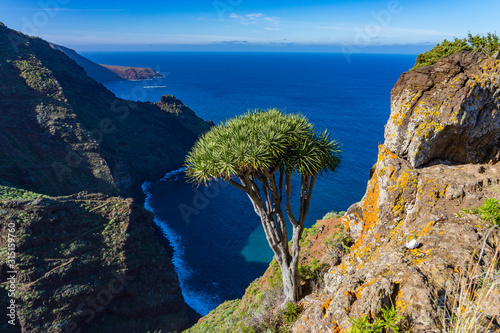 La Palma: Wanderung am Barranco Fagundo im Norden - spektakuläre Aussicht mit schönem Drachenbaum photo