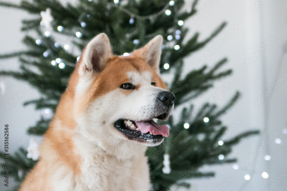 Akita inu dog posing in the studio with  christmas decorations. Christmas time.