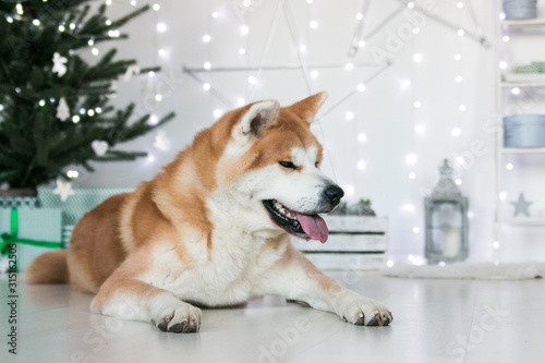 Akita inu dog posing in the studio with christmas decorations. Christmas time.