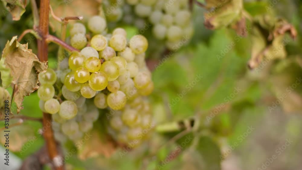 Bunch of Grapes on Vineyard at Vine Production Farm Bunch of Grapes on Vineyard at Vine Production Farm